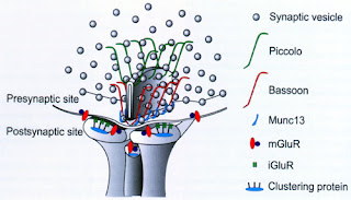 synaptic ribbons synaptic ribbons